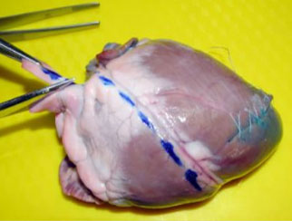 A lamb heart dissection