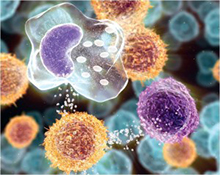 Journée Mondiale de l’Immunologie