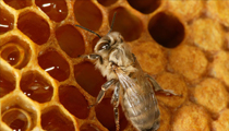 Les abeilles et le miel 