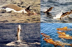 Identification of cetacean species and introduction to photo identification